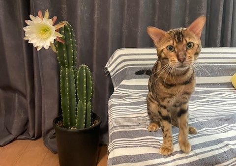 サボテンの花🌵
