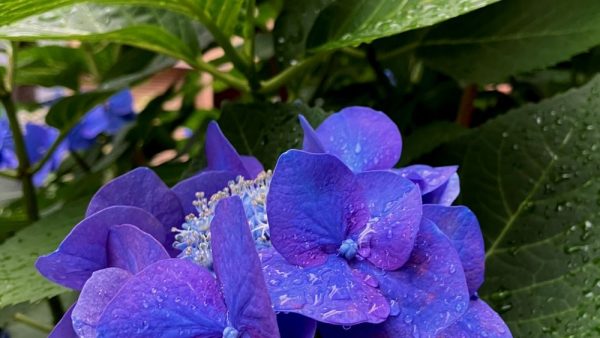 紫陽花❀