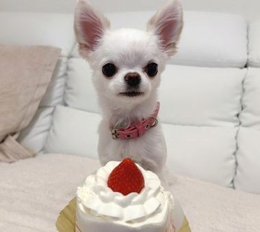 みいちゃん、２才🍰